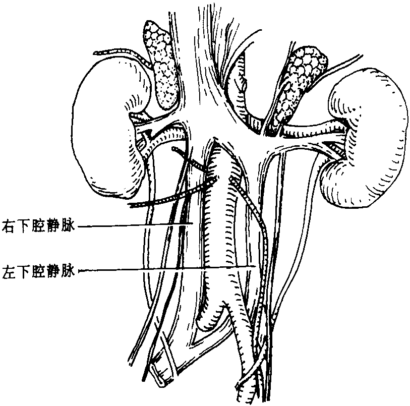 三、下腔靜脈